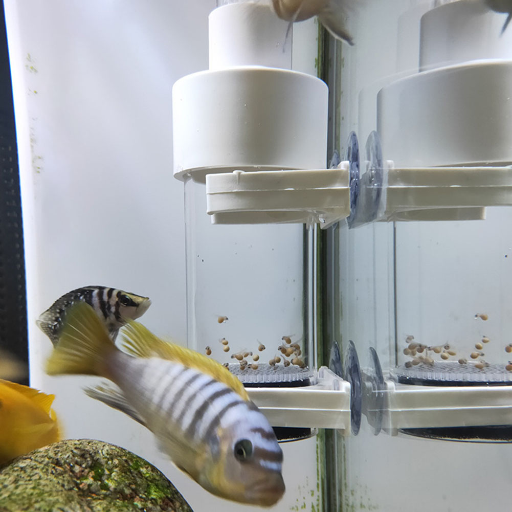 Aquarium Fish Cichlid - Incubadora de Ovos de Cíclidos de