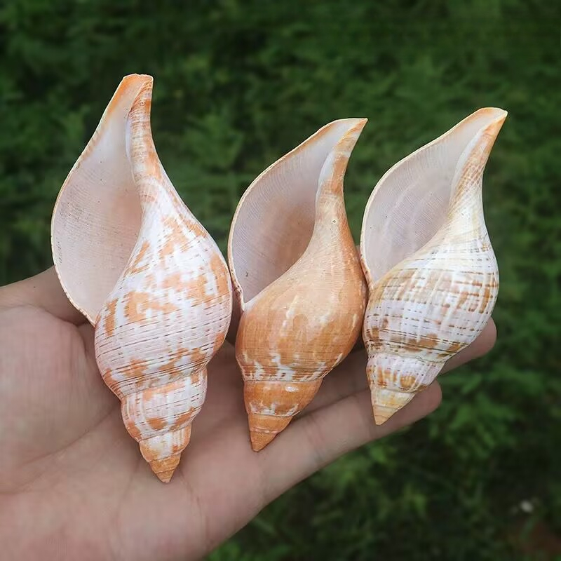 Concha Natural de Tulipa para  - Aquarium Fish Popular avaliação e preço