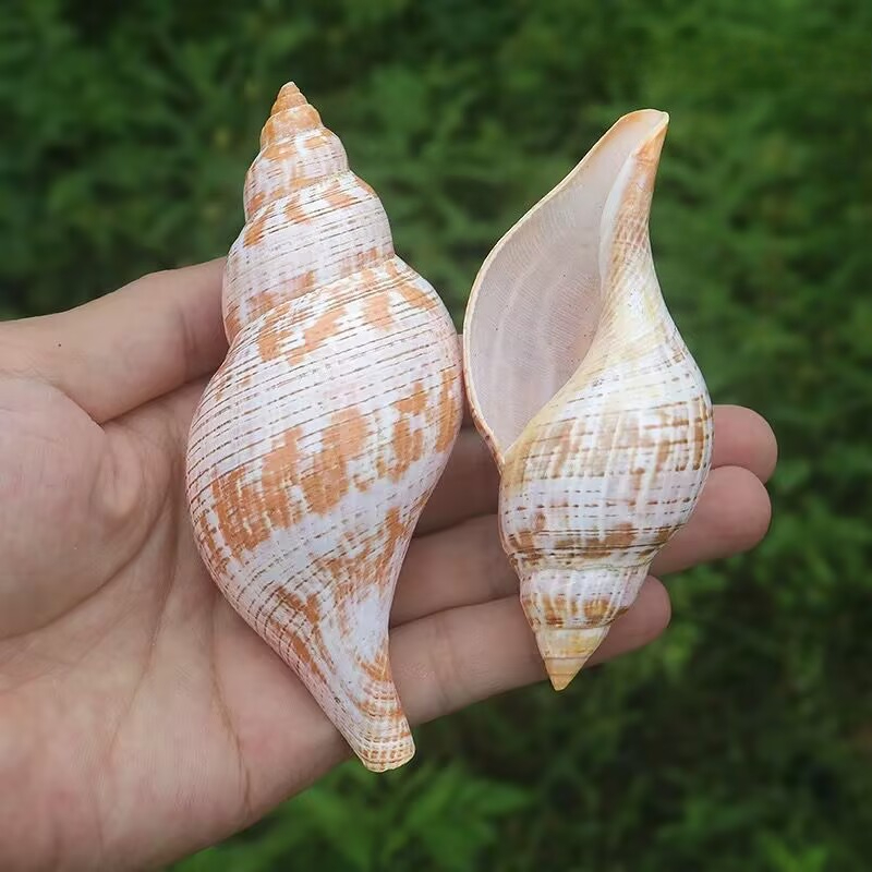 Concha Natural de Tulipa para  - Aquarium Fish Popular avaliação e preço