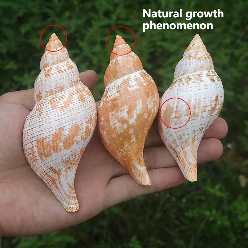 Concha Natural de Tulipa para  - Aquarium Fish Popular avaliação e preço