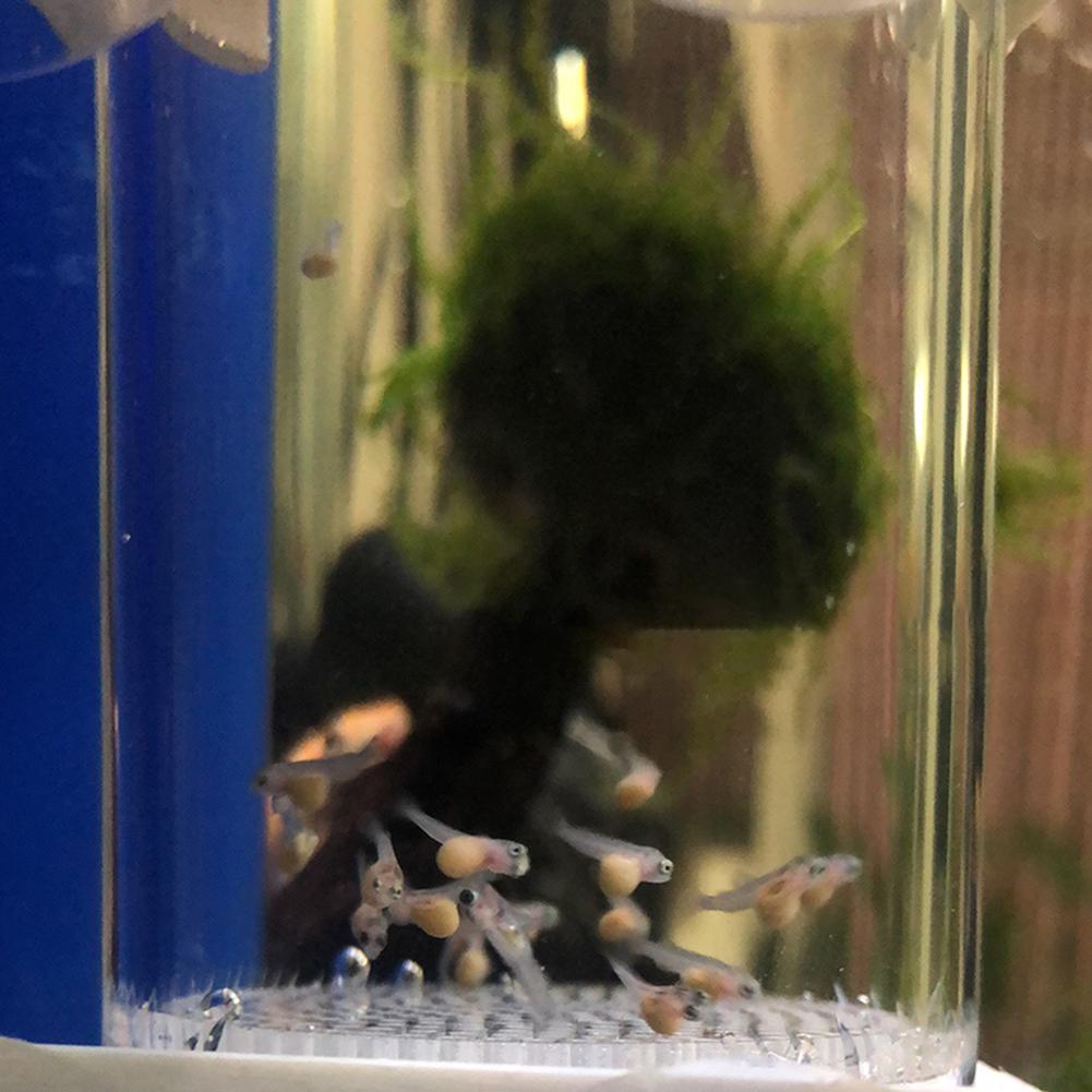 Incubadora de Ovos de Cíclidos - Aquarium Fish Cichlid avaliação e preço