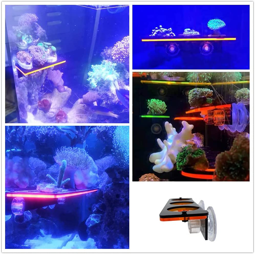 Fluorescente coral frag plug s - Aquarium Fish Cichlid avaliação e preço