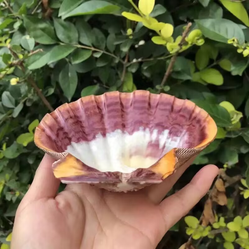 Novas Fatias Naturais de Conch - Aquarium Queen Fish avaliação e preço