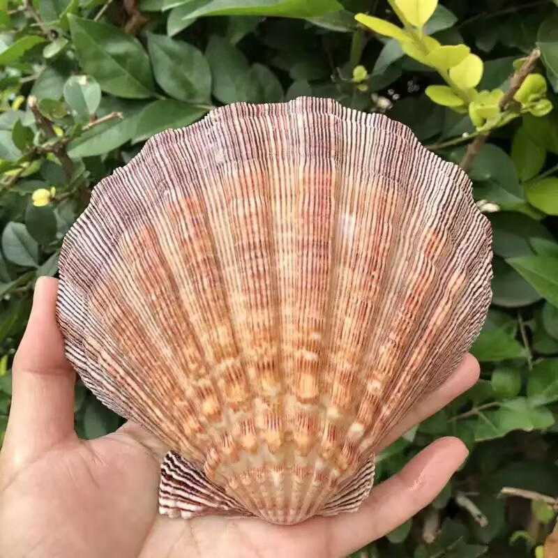 Novas Fatias Naturais de Conch - Aquarium Queen Fish avaliação e preço