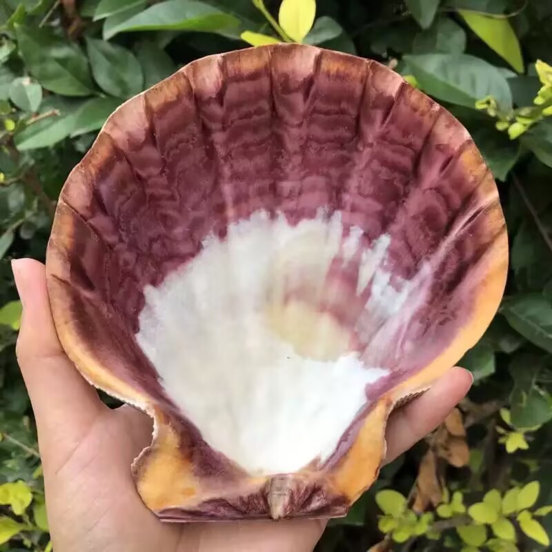 Novas Fatias Naturais de Conch - Aquarium Queen Fish avaliação e preço